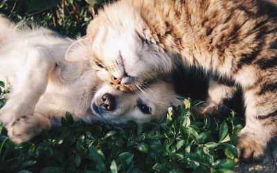 7 Ways Animals Can Improve Your Health