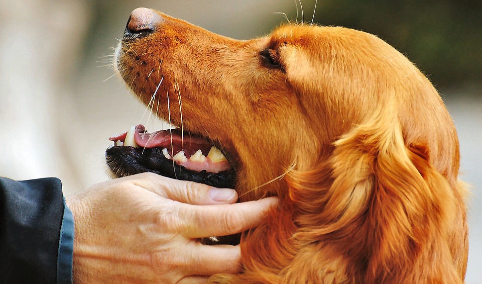 Why we have a no dogs/pets except assistance dogs