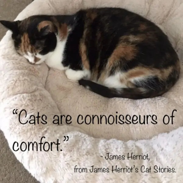 Limited Edition “Cats are Connoisseurs of Comfort“ Collectables - Image 2