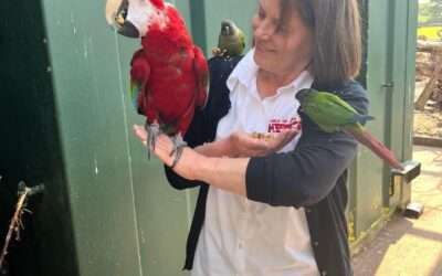 World of James Herriot Museum Sponsors Parrot at Local Morndyke Parrot Sanctuary