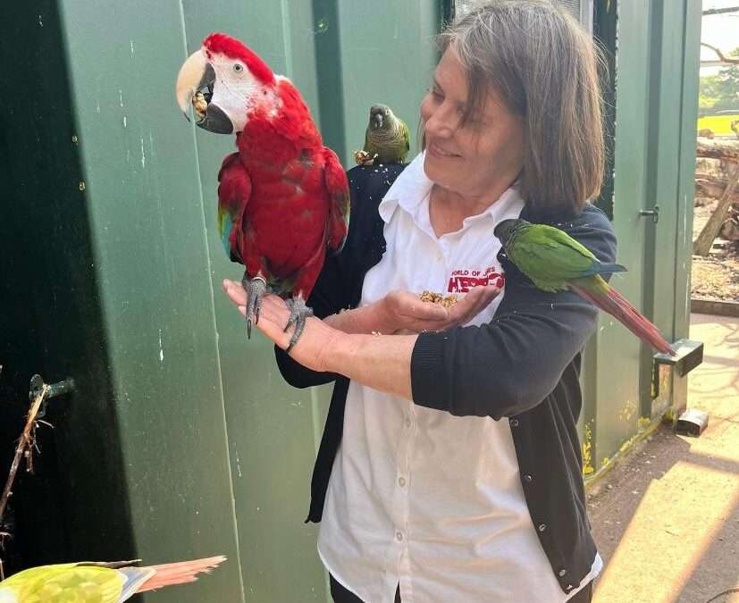 World of James Herriot Museum Sponsors Parrot at Local Morndyke Parrot Sanctuary